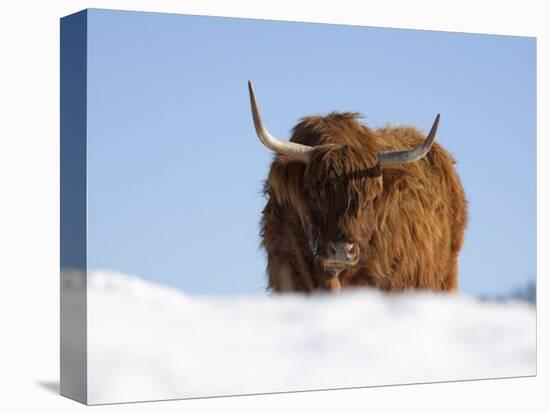 Highland Cow in Snow, Conservation Grazing on Arnside Knott, Cumbria, England-Steve & Ann Toon-Premier Image Canvas