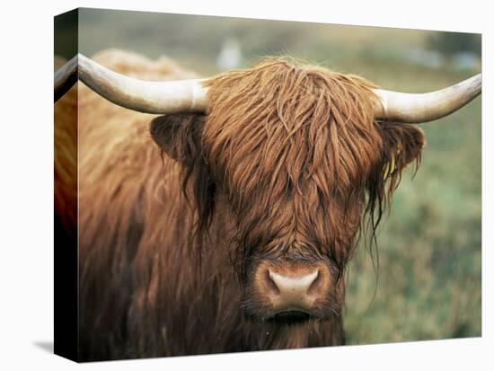 Highland Cow, Near Elgol, Isle of Skye, Highland Region, Scotland, United Kingdom-Neale Clarke-Premier Image Canvas