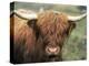 Highland Cow, Near Elgol, Isle of Skye, Highland Region, Scotland, United Kingdom-Neale Clarke-Premier Image Canvas