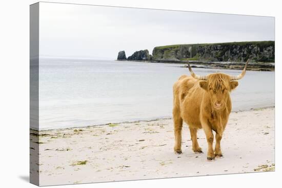 Highland Cow on a Beach-Duncan Shaw-Premier Image Canvas