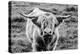 Highland Cow Staring Contest-Nathan Larson-Premier Image Canvas