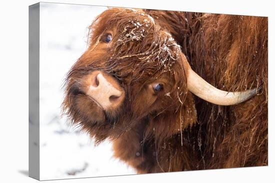 Highland cow under the snow, Valtellina, Lombardy-Francesco Bergamaschi-Premier Image Canvas