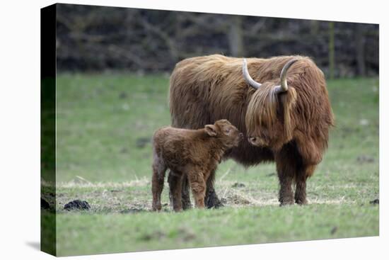 Highland Cow with Calf Calf Seeks Contact from Mother-null-Premier Image Canvas