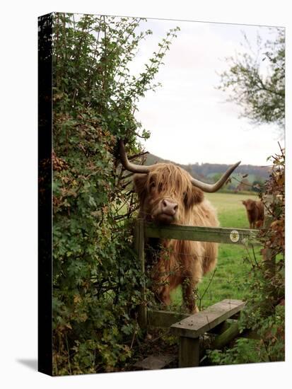 Highland Cow-Tek Image-Premier Image Canvas