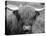 Highland Cow-null-Stretched Canvas