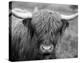 Highland Cow-null-Stretched Canvas