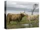 Highland Cows Courting and Grooming, Scotland-Ellen Anon-Premier Image Canvas