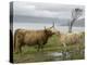 Highland Cows Courting and Grooming, Scotland-Ellen Anon-Premier Image Canvas