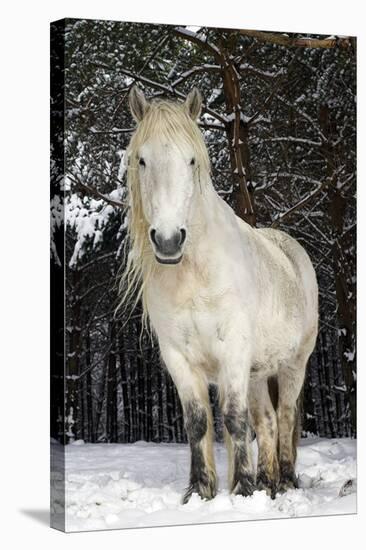 Highland Pony-Duncan Shaw-Premier Image Canvas