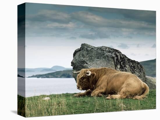 Highlander Bull-null-Premier Image Canvas