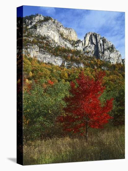 Highlighed Red Tree, Monongahela National Forest, West Virginia, USA-Charles Gurche-Premier Image Canvas