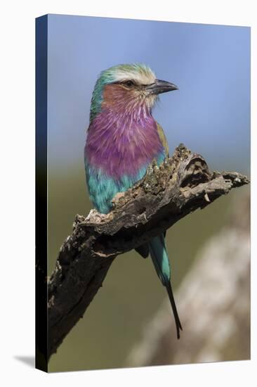 Highly Colorful Lilac-Breasted Roller Sits on a Tree Branch-James Heupel-Premier Image Canvas