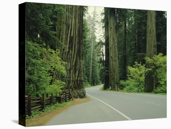 Highway 101 Through Redwoods-James Randklev-Premier Image Canvas