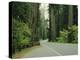 Highway 101 Through Redwoods-James Randklev-Premier Image Canvas