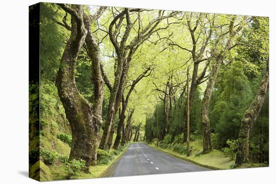 Highway EN1-1A Passing through green forest, Nordeste, Sao Miguel, Azores, Portugal-Panoramic Images-Premier Image Canvas