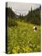 Hiker and Wildflowers in the Tatoosh Wilderness, Cascade Range of Washington, USA-Janis Miglavs-Premier Image Canvas