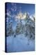 Hiker on Snowshoes Ventures in Snowy Woods-Roberto Moiola-Premier Image Canvas