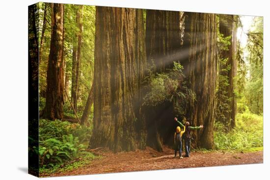 Hikers Admiring Redwood Trees, Redwood National Park, California-YayaErnst-Premier Image Canvas