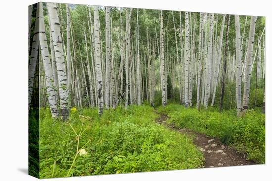 Hiking in the Aspen Trees Forest on the Trail to the American Lake.-Stefano Amantini-Premier Image Canvas