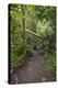 Hiking Manoa Falls Trail, Honolulu, Oahu, Hawaii, United States of America, Pacific-Michael DeFreitas-Premier Image Canvas