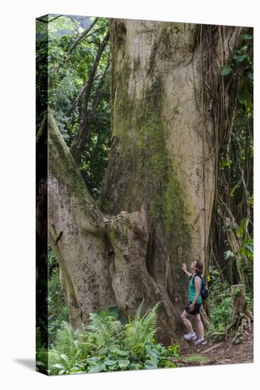 Hiking Manoa Falls Trail, Honolulu, Oahu, Hawaii, United States of America, Pacific-Michael DeFreitas-Premier Image Canvas