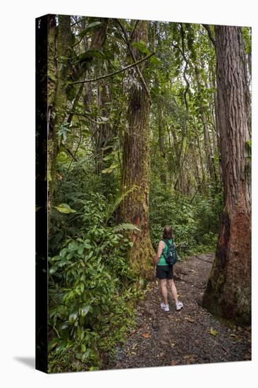 Hiking Manoa Falls Trail, Honolulu, Oahu, Hawaii, United States of America, Pacific-Michael DeFreitas-Premier Image Canvas