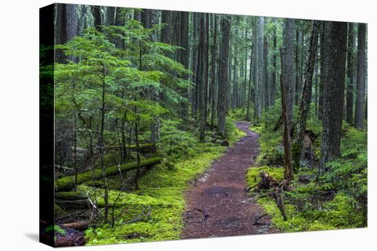 Hiking Path Winds Through Mossy Rainforest in Glacier National Park, Montana, USA-Chuck Haney-Premier Image Canvas