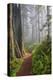 Hiking Trail in the Redwoods-Terry Eggers-Premier Image Canvas