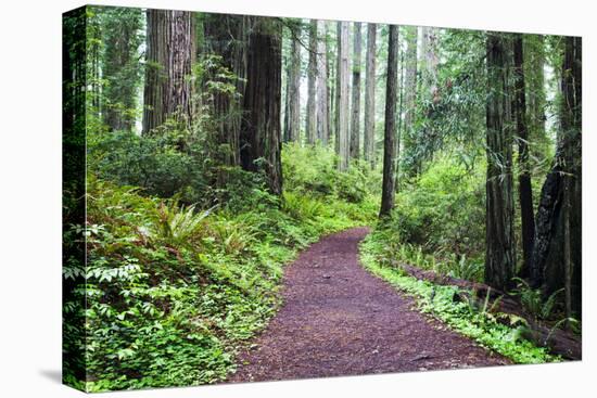 Hiking Trail in the Redwoods-Terry Eggers-Premier Image Canvas