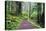 Hiking Trail in the Redwoods-Terry Eggers-Premier Image Canvas