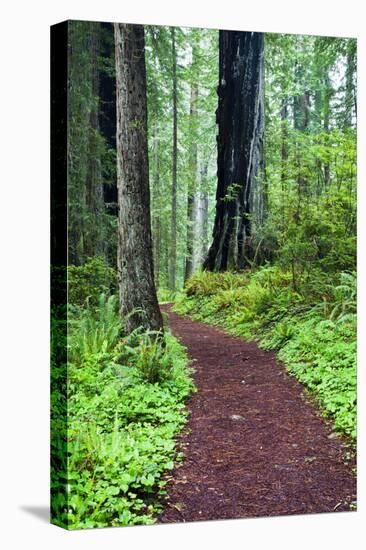 Hiking Trail in the Redwoods-Terry Eggers-Premier Image Canvas