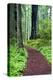 Hiking Trail in the Redwoods-Terry Eggers-Premier Image Canvas