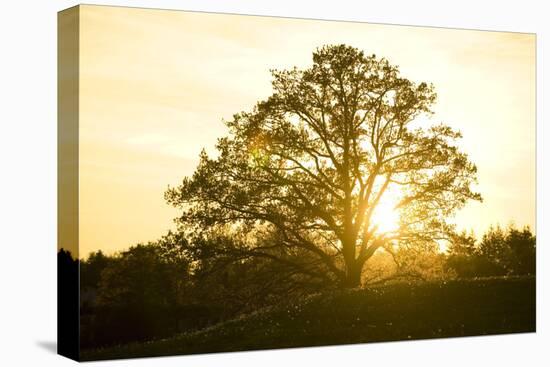 Hill, Broad-Leaved Tree, Sunset, Back Light-Ralf Gerard-Premier Image Canvas