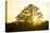 Hill, Broad-Leaved Tree, Sunset, Back Light-Ralf Gerard-Premier Image Canvas
