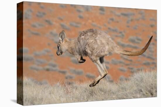 Hill Wallaroo (Macropus Robustus) Jumping, Flinders Ranges National Park, South Australia, Australi-Jouan Rius-Premier Image Canvas