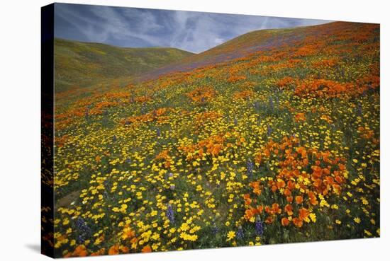 Hills covered with California Poppies and Lupine Tehachapi Mountains, California-Tim Fitzharris-Stretched Canvas