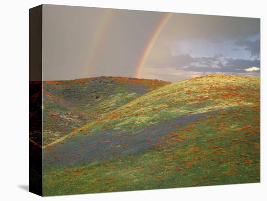 Hills with Poppies and Lupine with Double Rainbow Near Gorman, California, USA-Jim Zuckerman-Premier Image Canvas