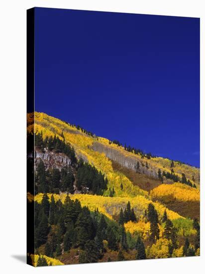Hillside of Aspen Trees and Evergreen Trees, La Plata County, Colorado-Greg Probst-Premier Image Canvas