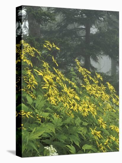 Hillside of Woodland Sunflowers, Great Smoky Mountains National Park, Tennessee, USA-Adam Jones-Premier Image Canvas