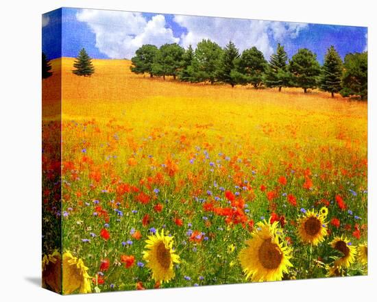 Hilltop Trees with Poppies I-Chris Vest-Stretched Canvas