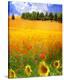 Hilltop Trees with Poppies III-Chris Vest-Stretched Canvas