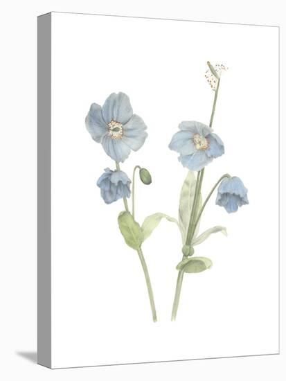 Himalayan Blue Poppy-Stacy Hsu-Stretched Canvas