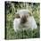 Himalayan Guinea Pig, Male-Jane Burton-Premier Image Canvas