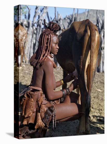 Himba Woman Milks a Cow in the Stock Enclosure Close to Her Home, Namibia-Nigel Pavitt-Premier Image Canvas