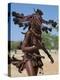 Himba Women Perform the Otjiunda Dance, Stamping, Clapping and Chanting-Nigel Pavitt-Premier Image Canvas