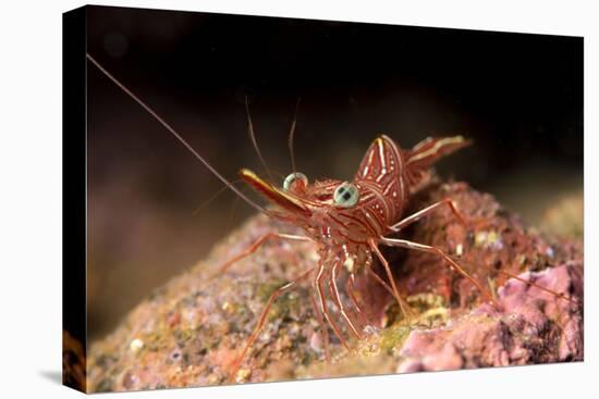Hinge Beak Shrimp (Hinge Beak Prawn) (Rhynchocinetes Sp.) Emerges to Feed at Night-Louise Murray-Premier Image Canvas