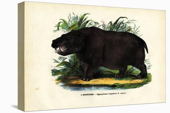 Hippo, 1863-79-Raimundo Petraroja-Premier Image Canvas