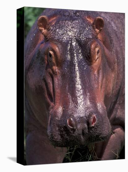 Hippo, Amboseli National Park, Kenya-Art Wolfe-Premier Image Canvas