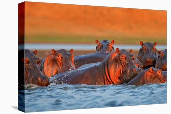 Hippo Head in the Blue Water, African Hippopotamus, Hippopotamus Amphibius Capensis, with Evening S-Ondrej Prosicky-Premier Image Canvas