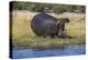 Hippo (Hippopotamus amphibius), Chobe National Park, Botswana-Ann and Steve Toon-Premier Image Canvas